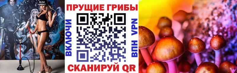 Галлюциногенные грибы Psilocybine cubensis  Карачев 